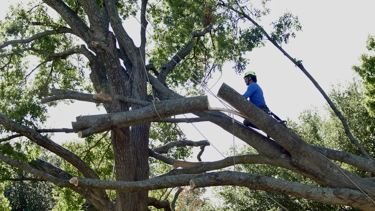 Professional Hazardous Tree Removal performed by certified arborists in Lorida